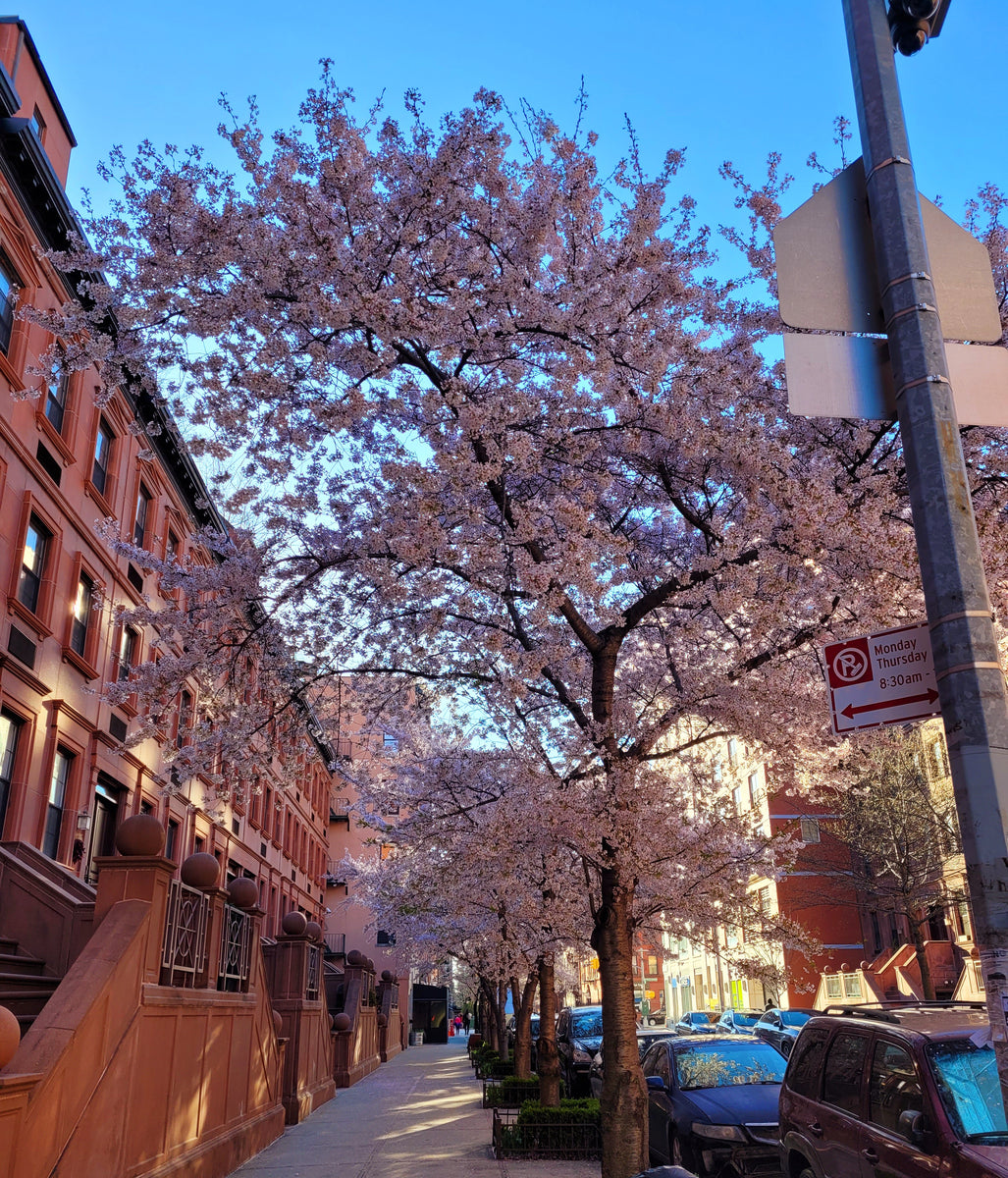 A Blossom in Harlem Vol. 2 (W) Fragrance Body Oil Grace of Melanin